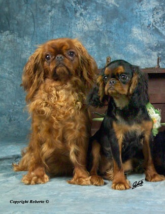 king charles spaniels