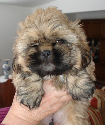 Amies Home Amerikaanse Cocker Spaniels
