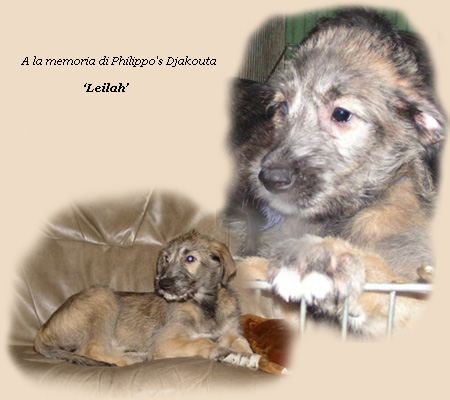 leilah
