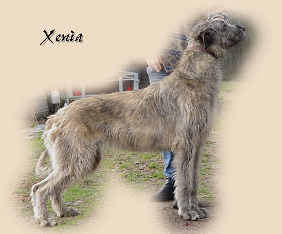 xenia 16 m